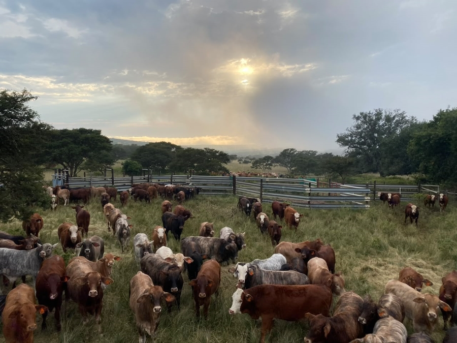 0 Bedroom Property for Sale in Stutterheim Rural Eastern Cape